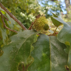 Quercus cerris Semences du Puy