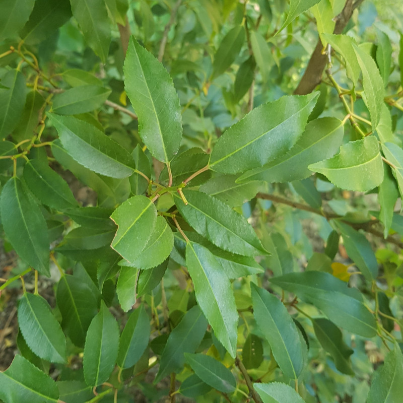 Prunus lusitanica Semences du Puy
