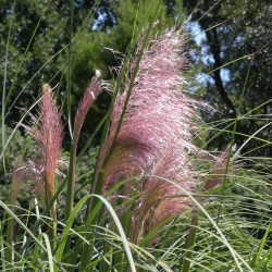 Cortaderia selloana rose par Madamdreamweaver de Pixabay