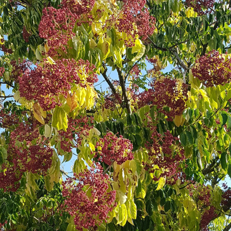 Tetradium daniellii - Euodia daniellii - arbre à miel