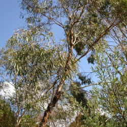 Eucalyptus polybractea par HelloMojo at English Wikipedia