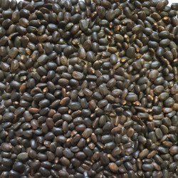 Graines de Lupinus arboreus f. luteus - Semences du Puy
