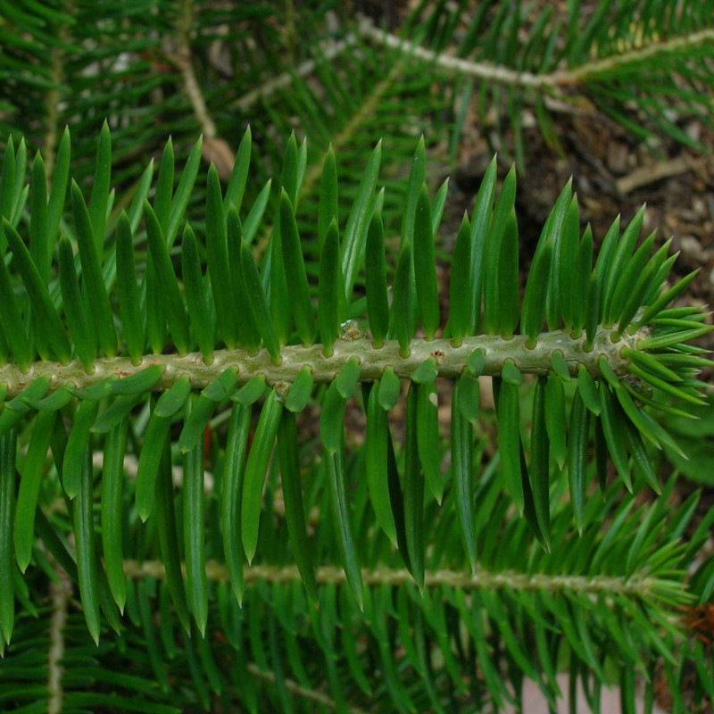 Sapin de Faber Sapin de Faber