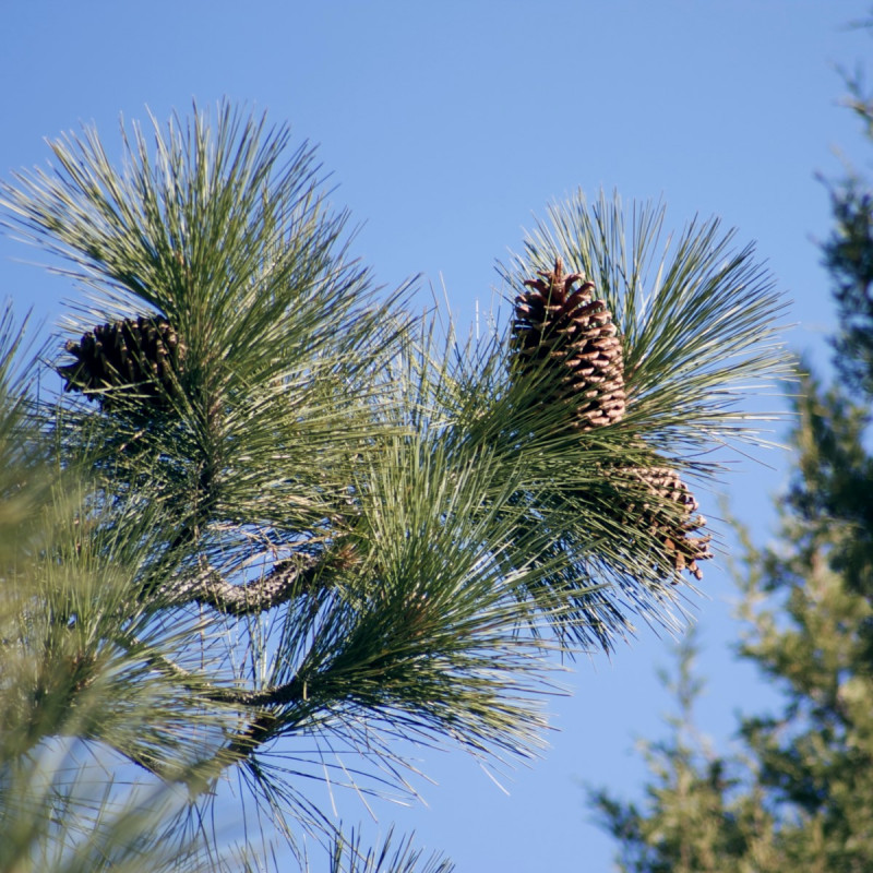 Pinus jeffreyi de Ewen Roberts de San Diego, CA, États-Unis, CC BY 2.0, via Wikimedia Commons