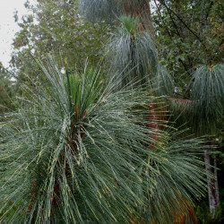 Pinus yunnanensis de brewbooks from near Seattle, USA, CC BY-SA 2.0, via Wikimedia Commons