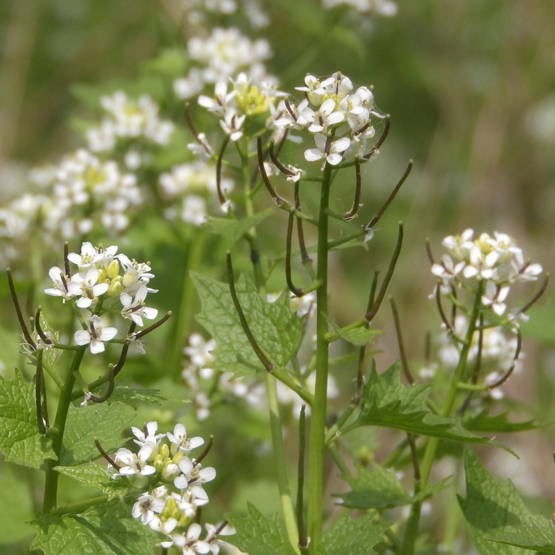 Alliaria petiolata par Markéta Machová de Pixabay Alliaria petiolata par Markéta Machová de Pixabay