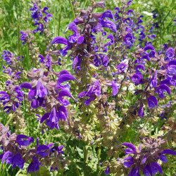 Salvia pratensis Semences du Puy