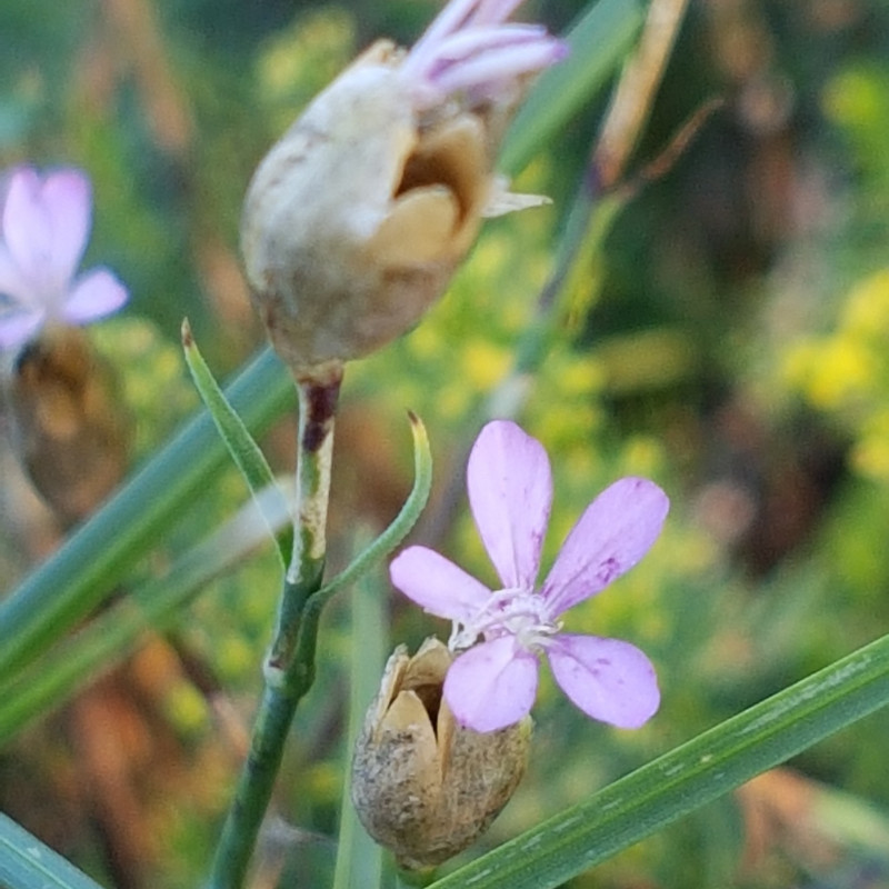 Petrorhagia prolifera Semences du Puy Petrorhagia prolifera Semences du Puy