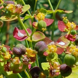 Euphorbia helioscopia - Semences du Puy