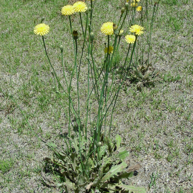 Graines de Porcelle enracinée Semences d'Hypochaeris radicata — free download