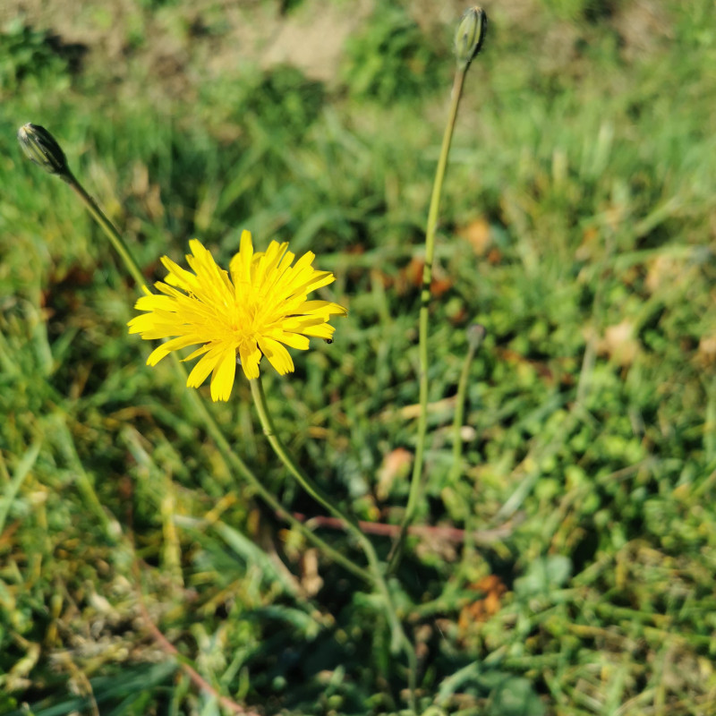 Leontodon autumnalis / Scorzoneroides autumnalis - Semences du Puy Leontodon autumnalis / Scorzoneroides autumnalis - Semences du Puy