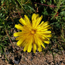 Leontodon autumnalis / Scorzoneroides autumnalis - Semences du Puy