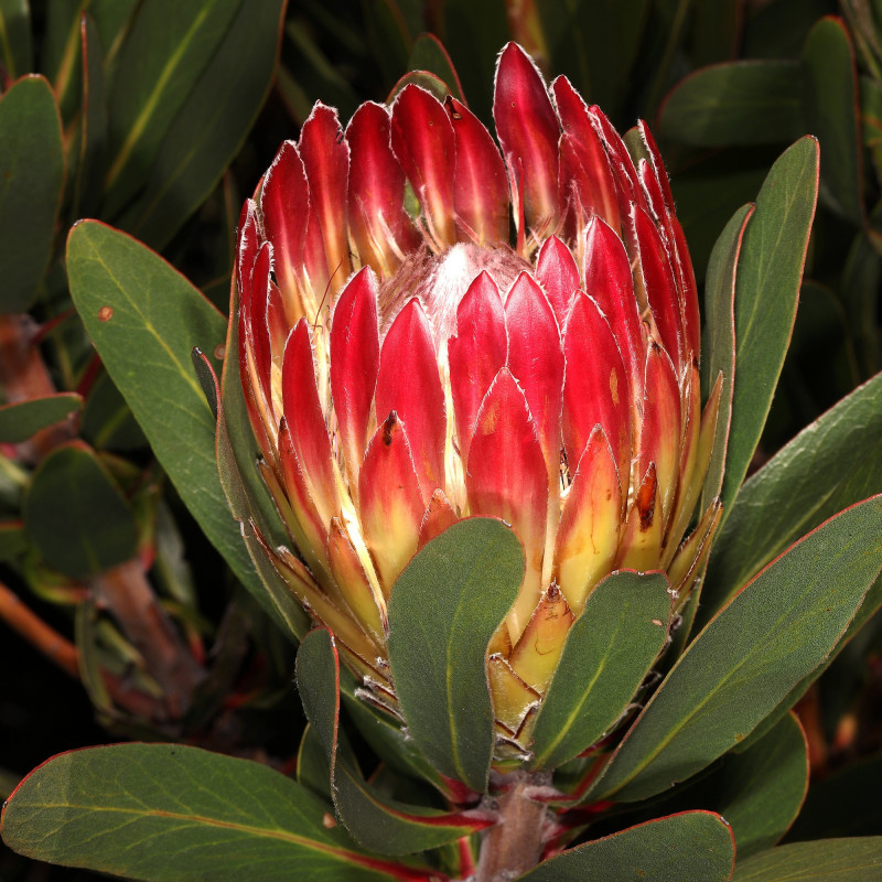 Protea obtusifolia par Plantes de Wikimedia commons