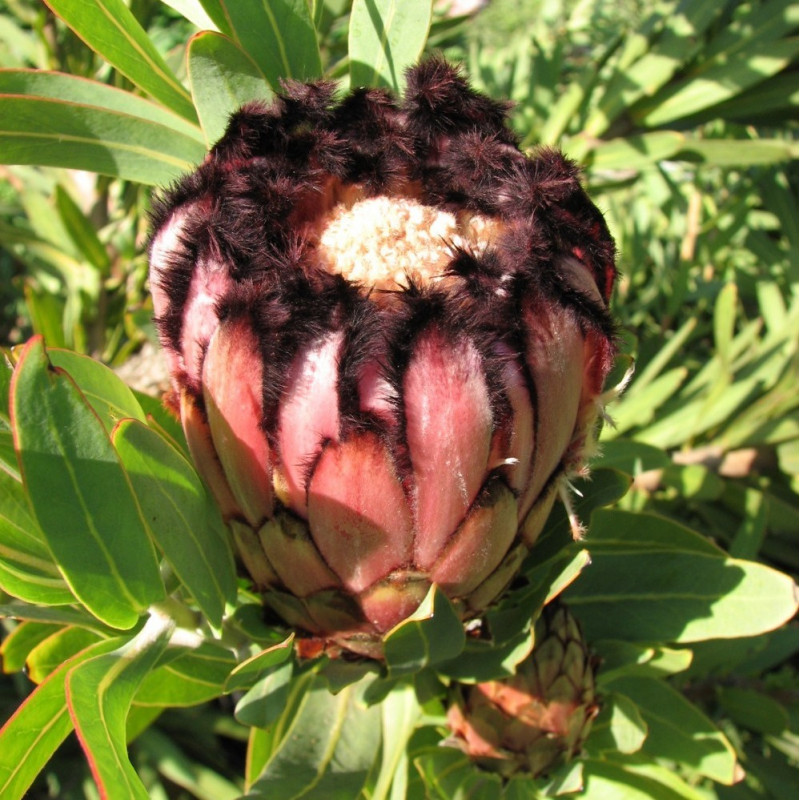 Protea neriifolia par Melburnian de Wikimedia commons
