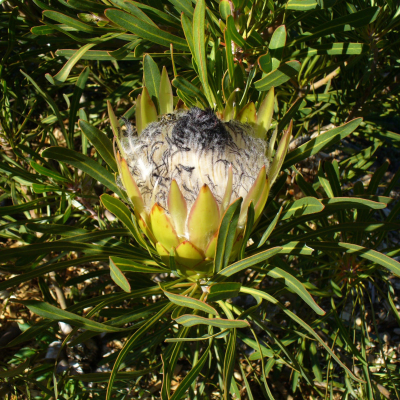 Protea longifolia par Andrew Massyn de Wikimedia commons