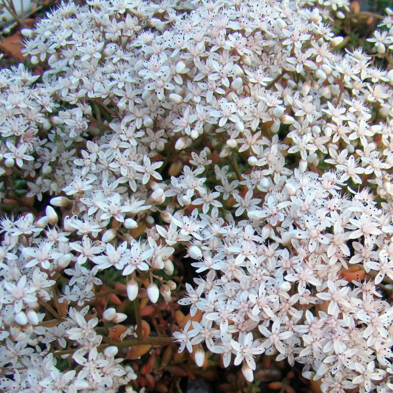Sedum album par Eva Engvall de Pixabay Sedum album par Eva Engvall de Pixabay