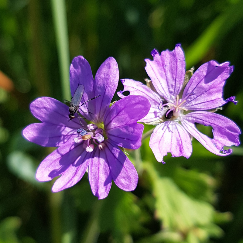 Geranium pyrenaicum - Semences du Puy Geranium pyrenaicum - Semences du Puy