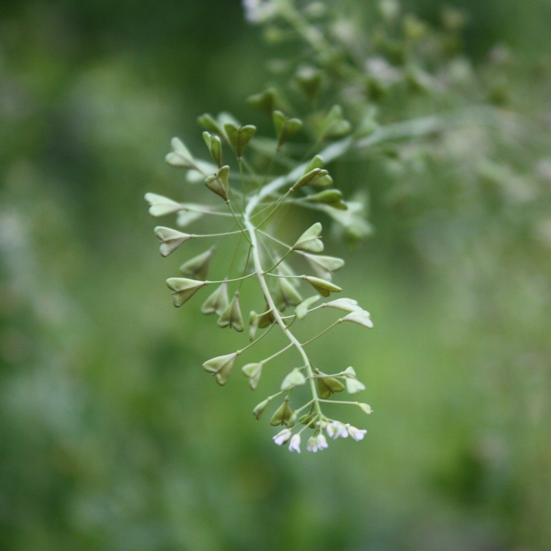 Capsella bursa pastoris par Alexandra Volovenco de Pixabay Capsella bursa pastoris par Alexandra Volovenco de Pixabay