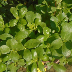 Portulaca oleracea subsp. sativa de Orengi Harvey, CC BY-SA 4.0, via Wikimedia Commons