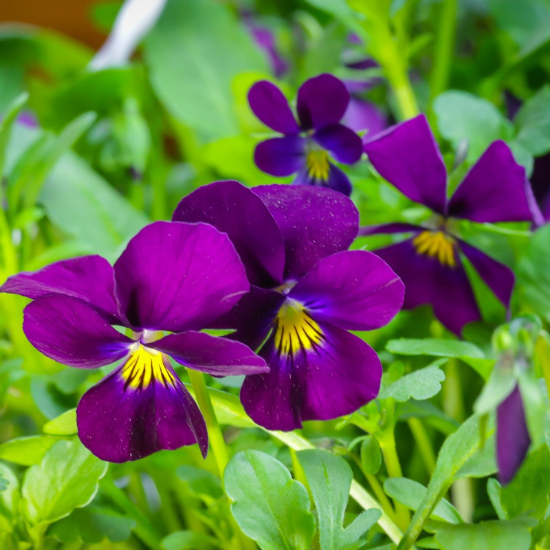 Viola cornuta par Th G de Pixabay
