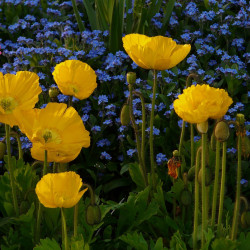 Papaver nudicaule par Hans Braxmeier, de Pixabay