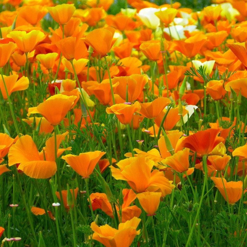 Papaver nudicaule par LoggaWiggler de Pixabay