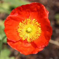 Papaver nudicaule par Zhu Bing de Pixabay