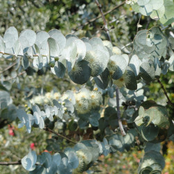 Eucalyptus pulverulenta par Daderot de Wikimedia commons