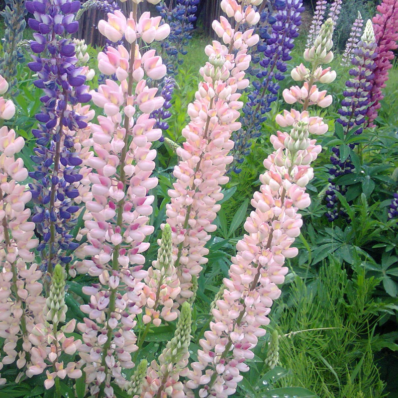 Graines De Lupin Russell (Lupinus Polyphyllus) - Lot De 100 Graines - Fleurs D'Été - Pour Jardin, Balcon, Bonsaï - 12