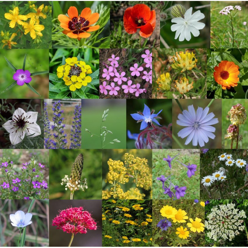 Photos de mélange de fleurs sauvages pour friche via wikimedia commons