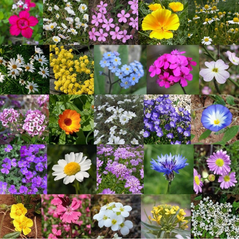 Photos de mélange pour fleurissement COUVRE SOL via Wikimedia Commons