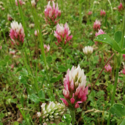 Trifolium incernatum - Semences du Puy