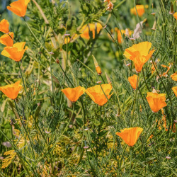 eschscholzia californica par Couleur de Pixabay