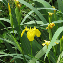 Iris pseudacorus de Robert Flogaus-Faust, CC BY 4.0, via Wikimedia Commons