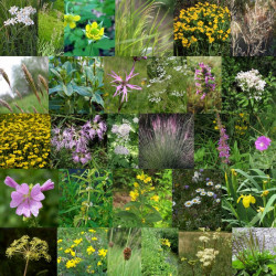 Photos de mélange de fleurs sauvages pour prairie humides via Wikimedia Commons