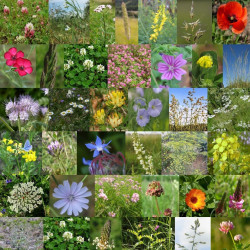 Photos de mélange de fleurs sauvages pour petit gibier sauvages via Wikimedia Commons