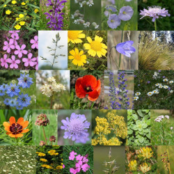Photos de mélange de fleurs sauvages pour terrains secs et calcaires via Wikimedia Commons