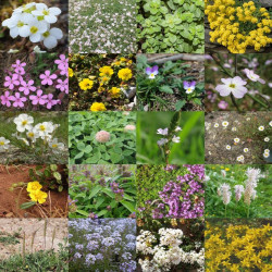 Photos de mélange de fleurs pour zones en stabilisé, allées de cimetière via Wikimedia Commons
