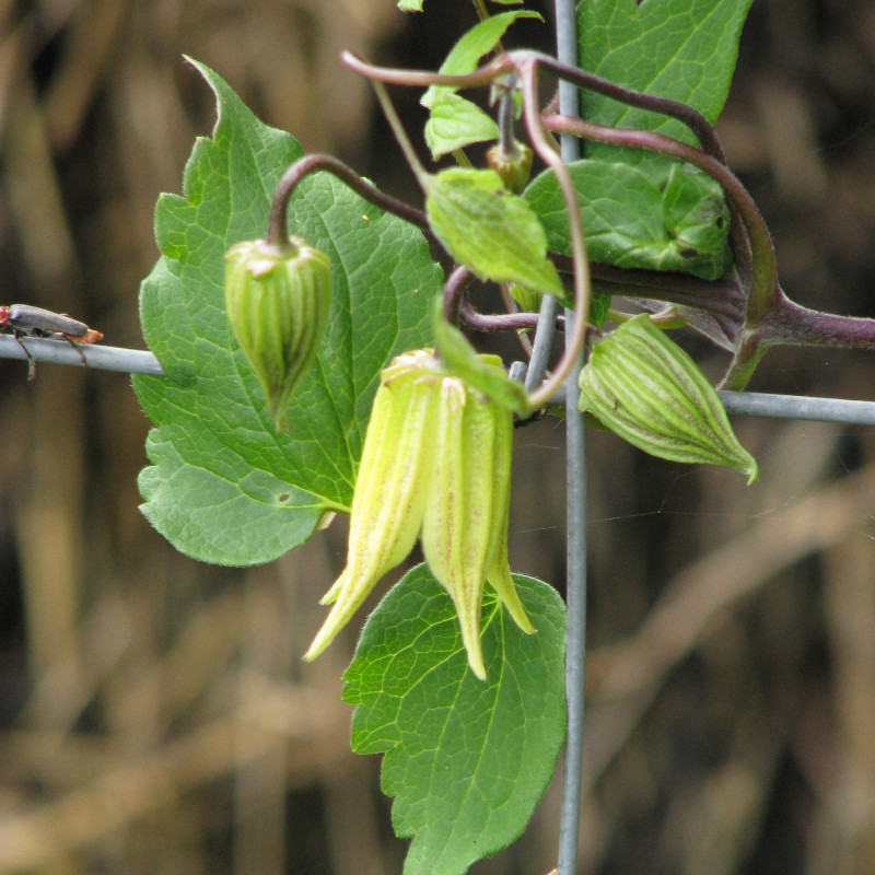 Clematis chiisanensis de peganum from Henfield, England, CC BY-SA 2.0, via Wikimedia Commons