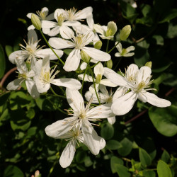 Clematis mandschurica de Salicyna, CC BY-SA 4.0, via Wikimedia Commons