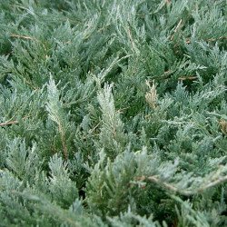 Juniperus chinensis de KENPEI, CC BY-SA 3.0, via Wikimedia Commons