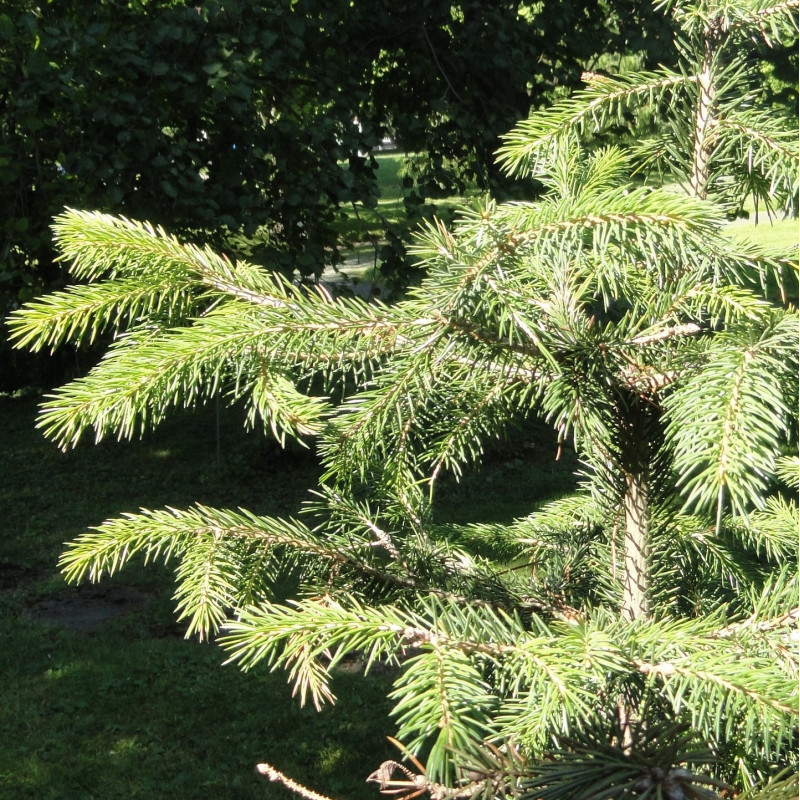 Picea schrenkiana de Daderot, CC0, via Wikimedia Commons