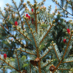 Picea jezoensis de cogito ergo imago from Rumson, NJ, CC BY-SA 2.0, via Wikimedia Commons