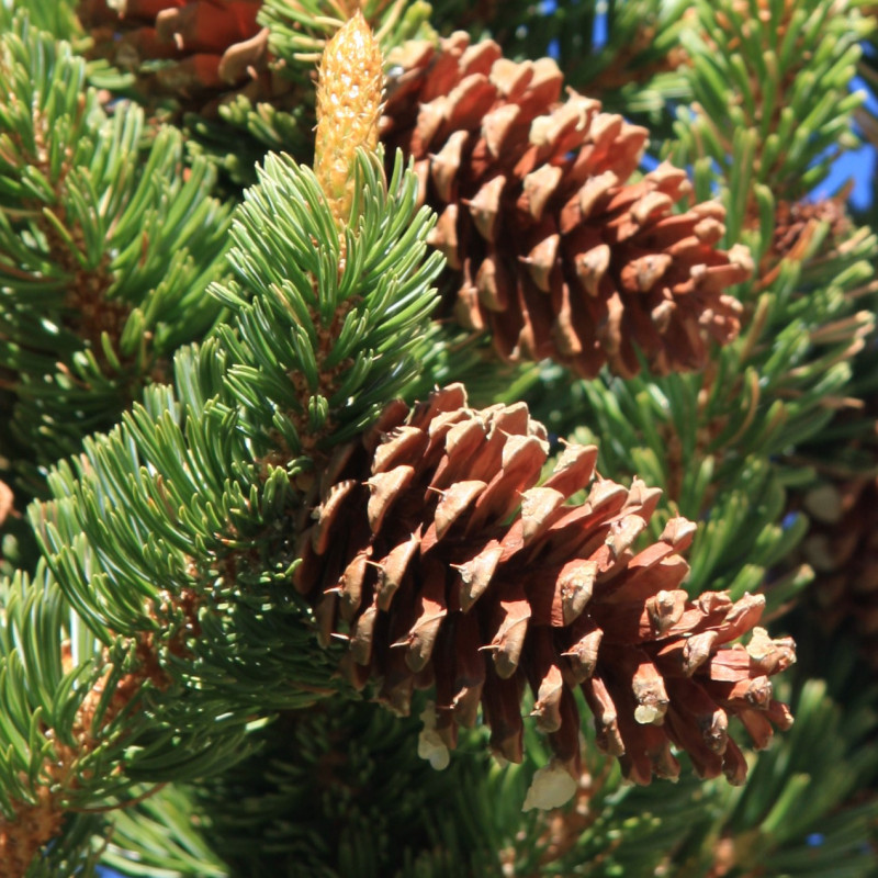 Pinus longaeva de Dcrjsr, CC BY-SA 3.0, via Wikimedia Commons