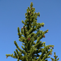 Pinus longaeva de Stan Shebs, CC BY-SA 3.0, via Wikimedia Commons