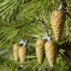 Pinus halepensis de Rosino, CC BY-SA 2.0, via Wikimedia Commons