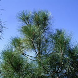 Pinus canariensis de Frank Vincentz, CC BY-SA 3.0, via Wikimedia Commons