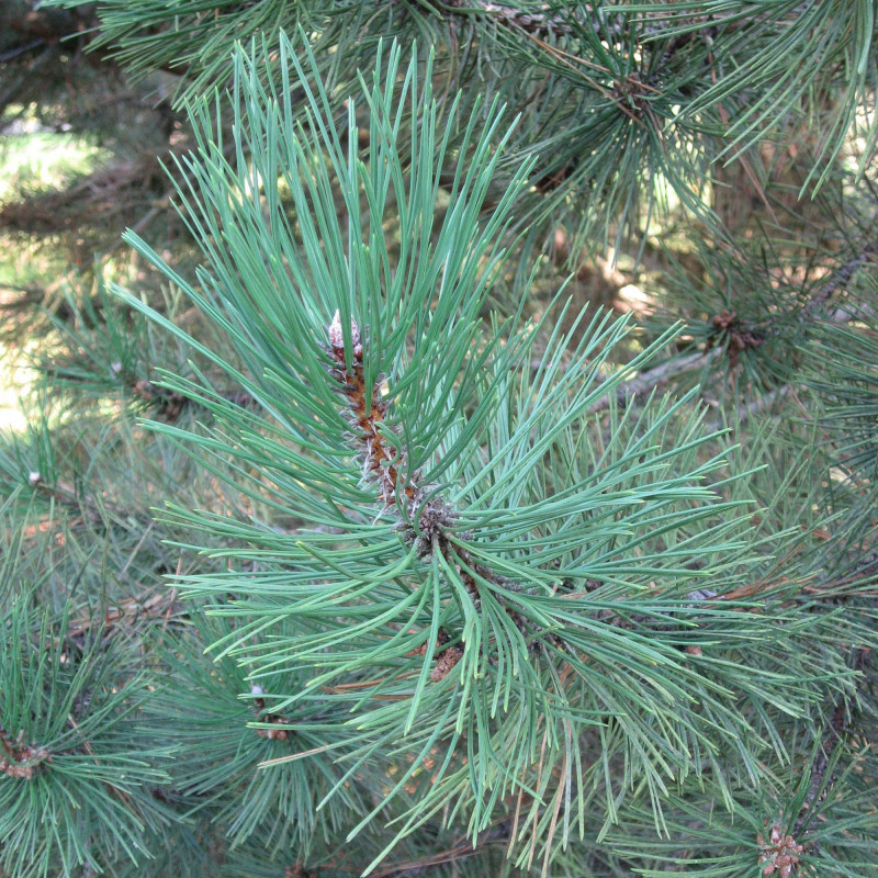 Pinus nigra laricio de Ligne 1, CC BY-SA 3.0, via Wikimedia Commons