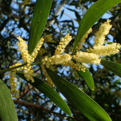Acacia longifolia par Krzysztof Ziarnek, Kenraiz de Wikimedia commons