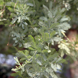 Acacia baileyana Purpurea de David J. Stang, CC BY-SA 4.0, via Wikimedia Commons